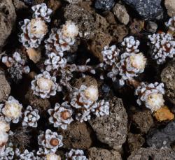 Image: P.B. Heenan © Landcare Research 2015 